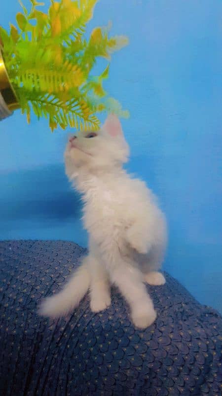 Triple Coat Persian Cat 1