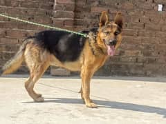 German shepherd male available for sale