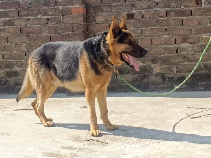 German shepherd male available for sale 1