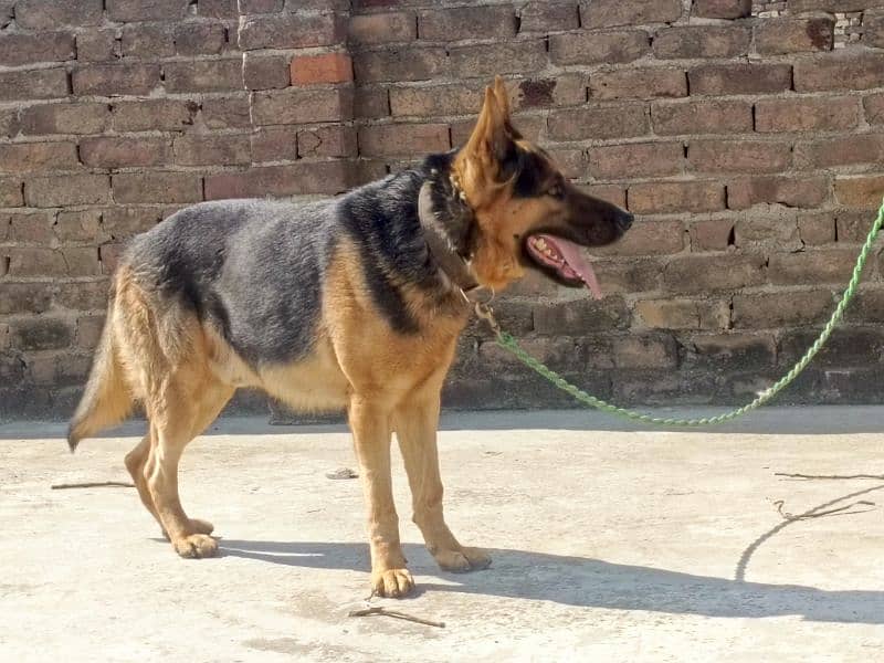 German shepherd male available for sale 2