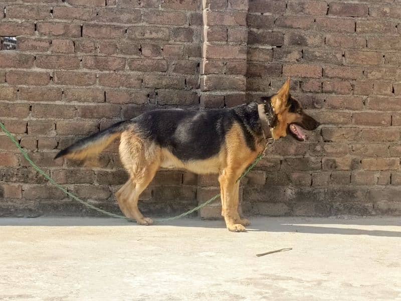 German shepherd male available for sale 3