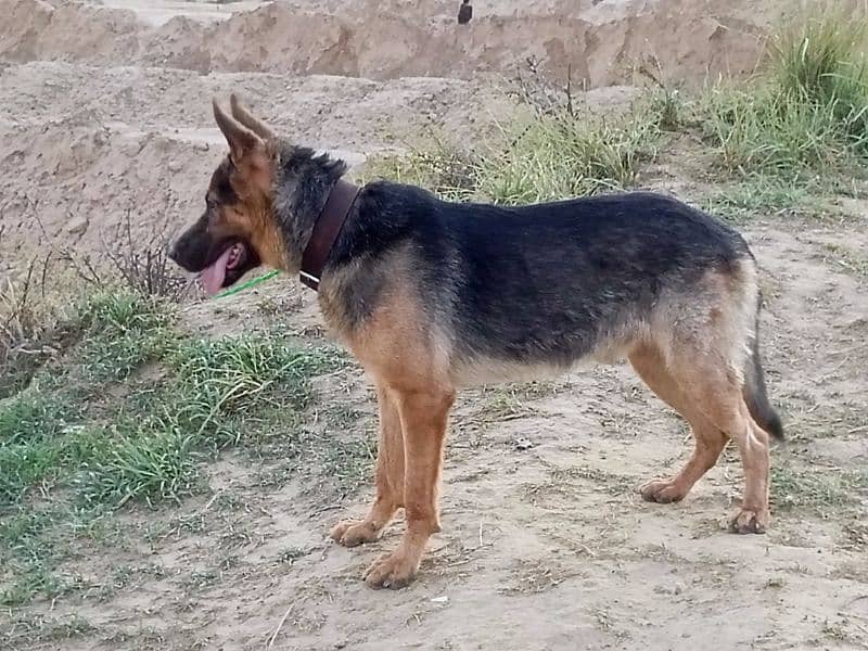 German shepherd male available for sale 5