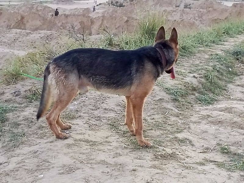 German shepherd male available for sale 7