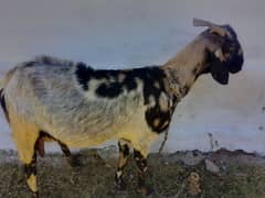 Goats+Bakra