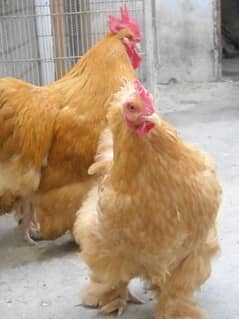 GOLDEN HAVY BUFF /LIGHT SUSSEX CHICKS LAHORE 03004690596