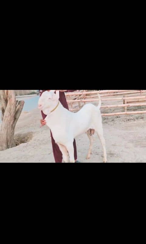 gulabi bakra for sale WhatsApp number 0320.7376. 273 1