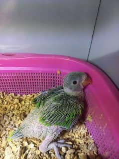 parrots for sale