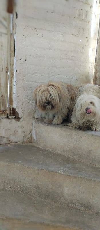 poodles pair 0