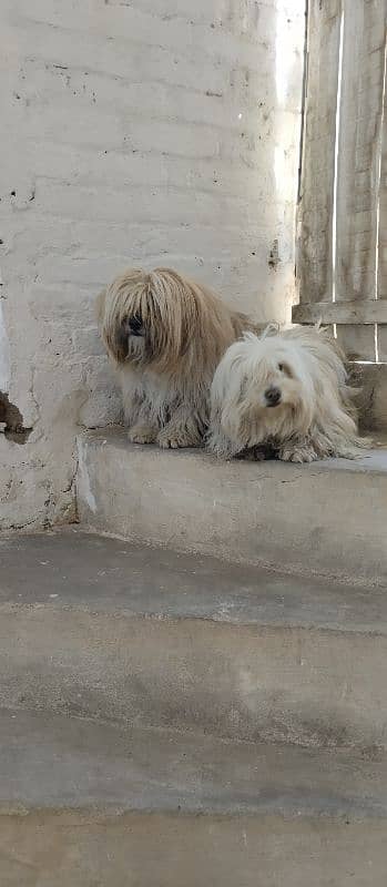 poodles pair 2