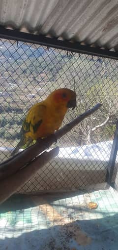 sun conure