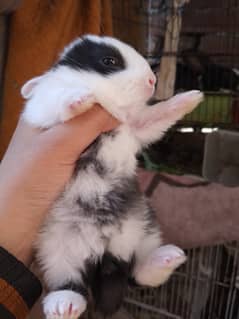 One month rabbit