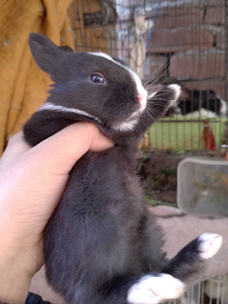 One month rabbit 1