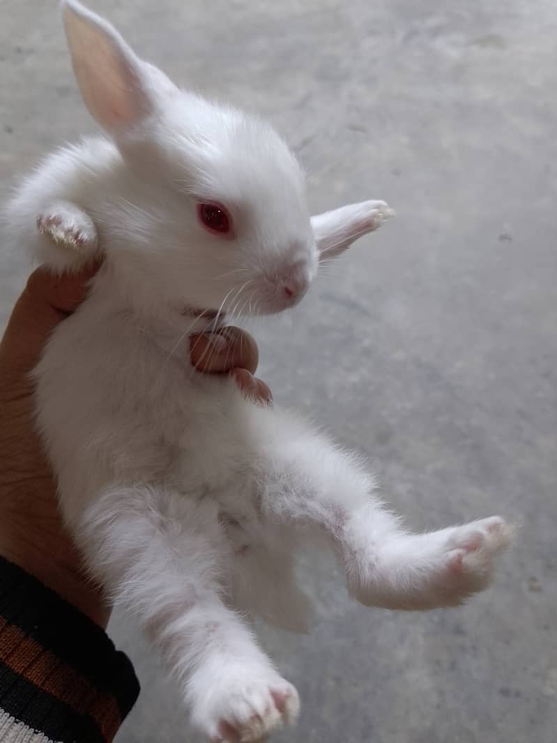 One month rabbit 2