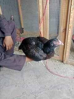 aseel hen egg laying