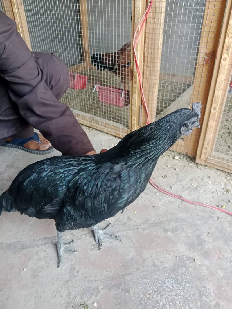 aseel hen egg laying 2