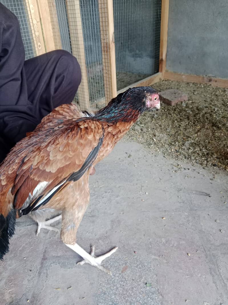 aseel hen egg laying 3