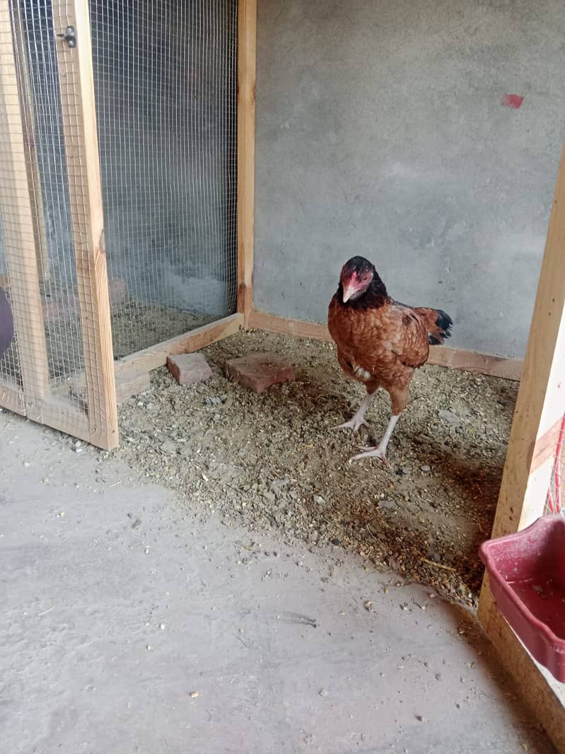 aseel hen egg laying 4