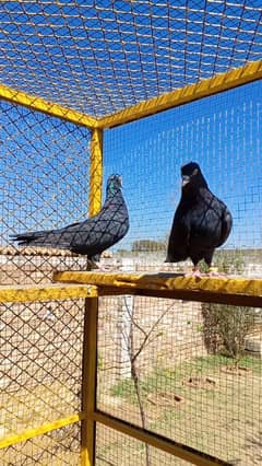 Top Quality Zakh (زاک) Breader Pair