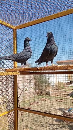 Top Quality Zakh (زاک) Chiks Available