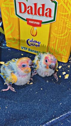 Sun conure chicks