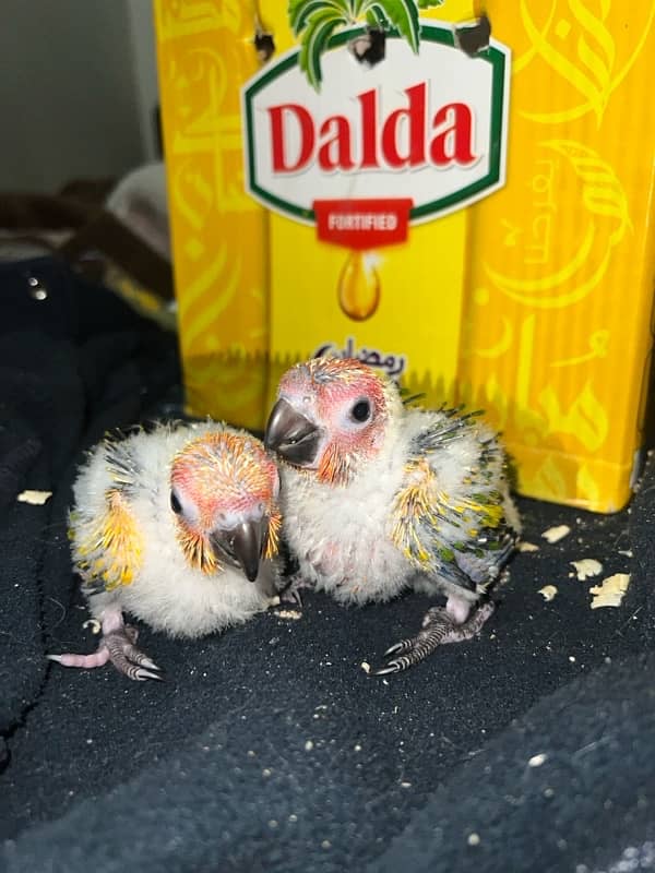 Sun conure chicks 1