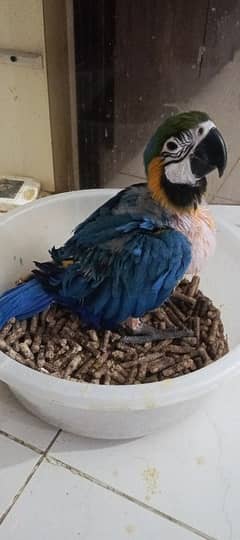 MACAW Blue n Gold chick's available