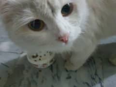 Persian cat | imported Persian cat | billi