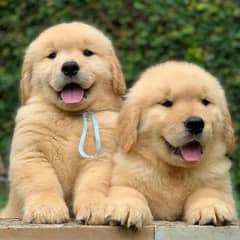 golden retriever puppies 03361777030