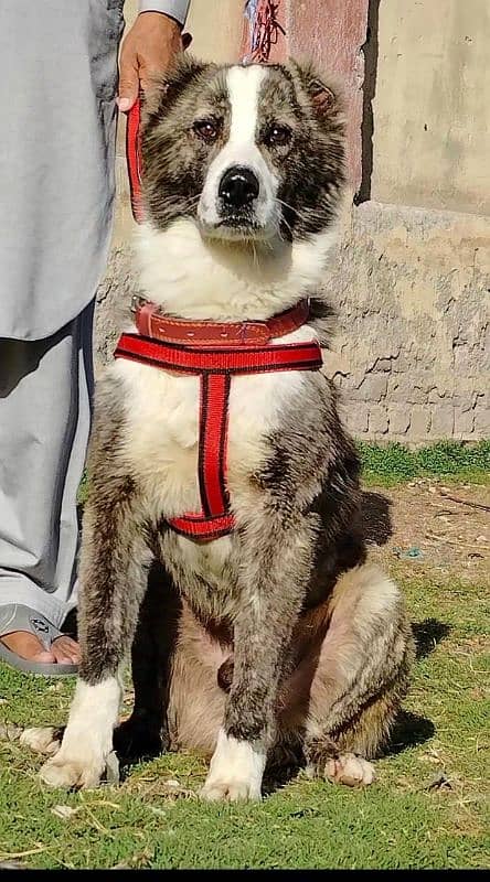 pure Afghan kadhy male age 5 month sequrty dogs 1