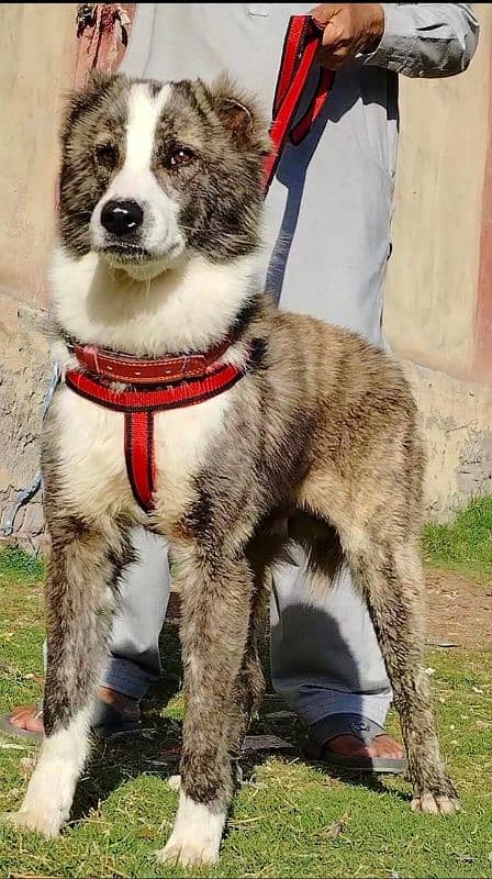 pure Afghan kadhy male age 5 month sequrty dogs 2