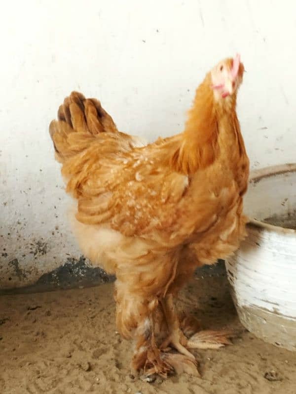 yellow buff hen age 6 months 1