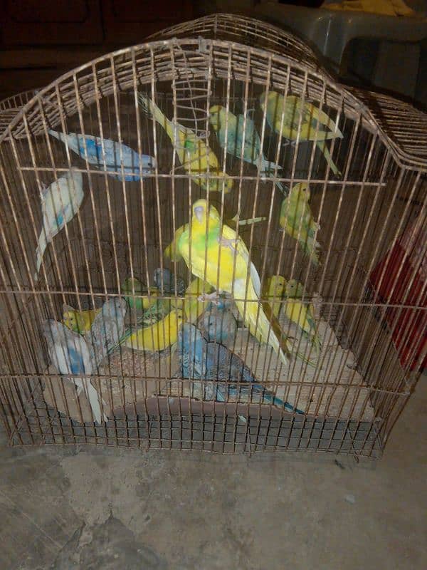 Australian parrot for sale 0