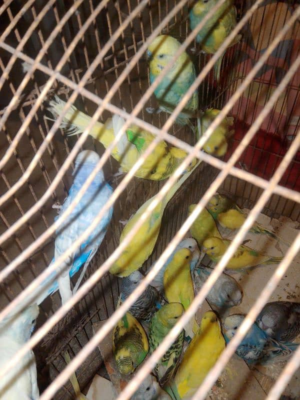 Australian parrot for sale 1