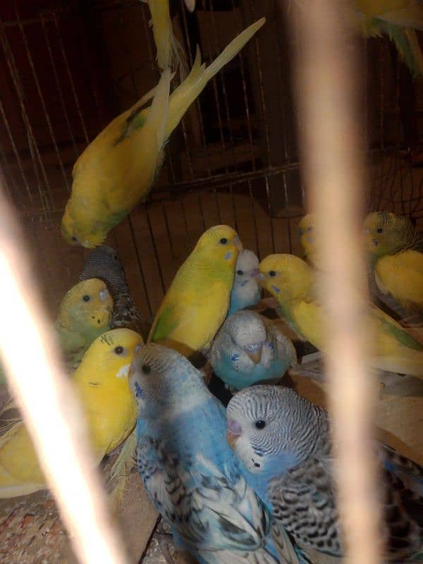 Australian parrot for sale 2