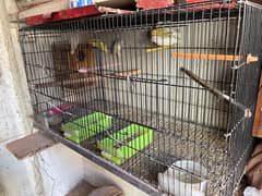 Love Bird Breeder pair setup , cages , Kikar boxes