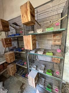 Love Bird Breeder Pair complete setup , cages , kikar boxes