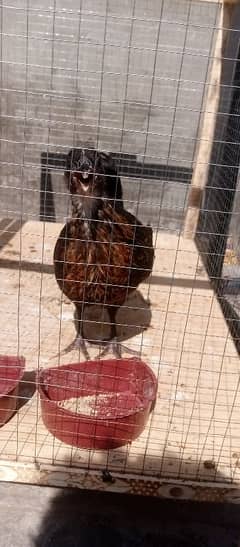 black hen 3 months age and net