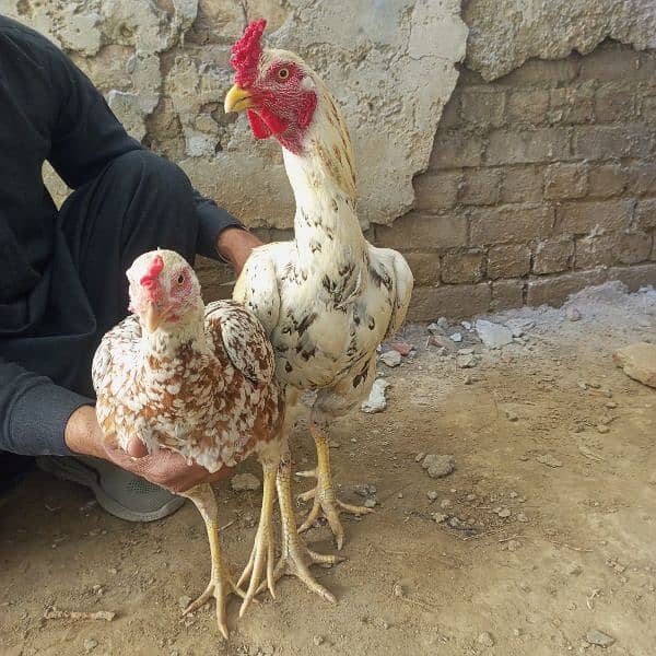 Hen pair for sale 2