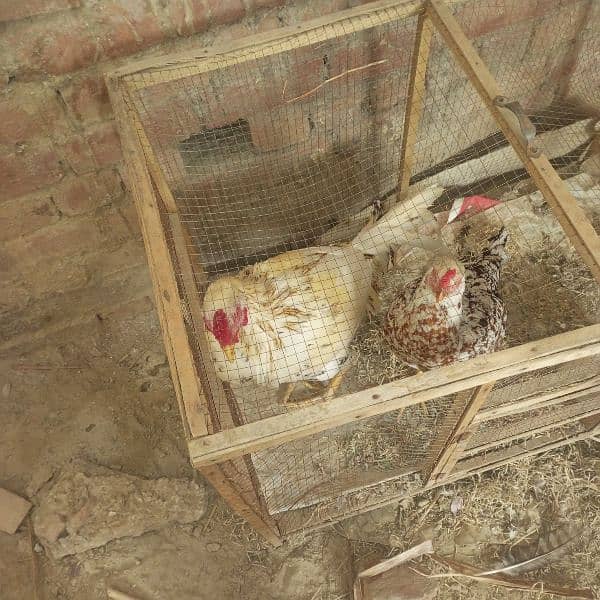 Hen pair for sale 6