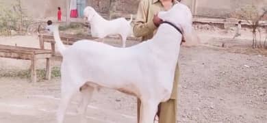 Rajanpuri Gulabi Bakra For Sale _03704815729