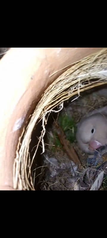 albino black eyes 3