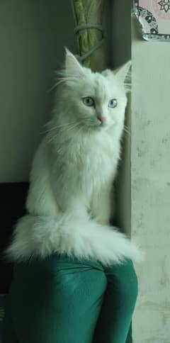 FREE White Persian 10 months old vaccinated