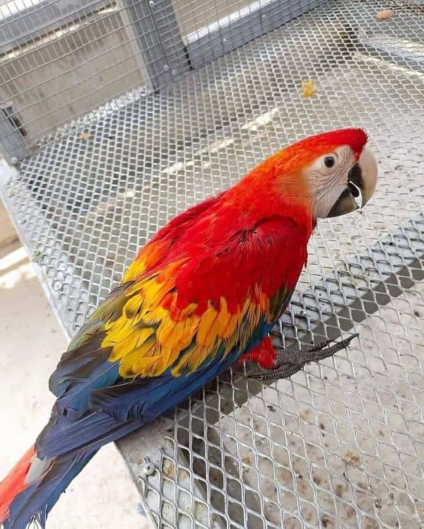 red gold macaw parrot call number 03359075409 0