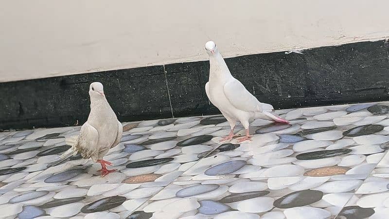 Pigeons 1