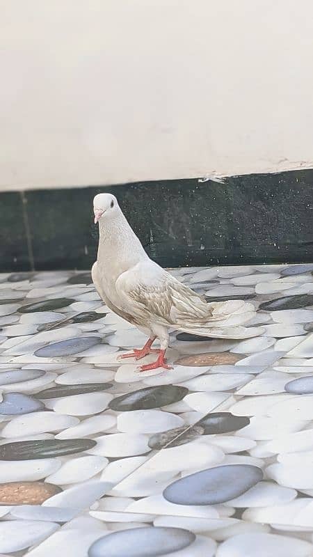 Pigeons 2