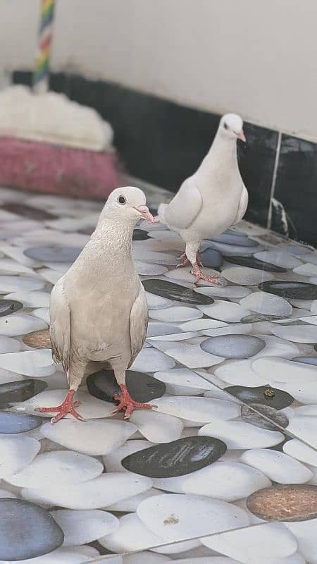 Pigeons 3