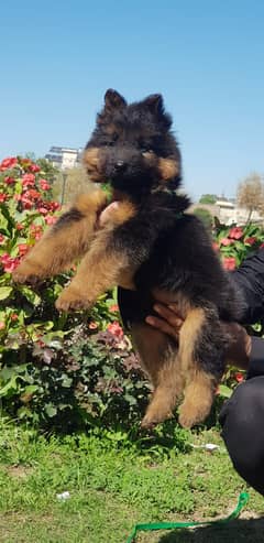 German Shepherd puppy | long coat German Shepherd  puppies| GSD Dog