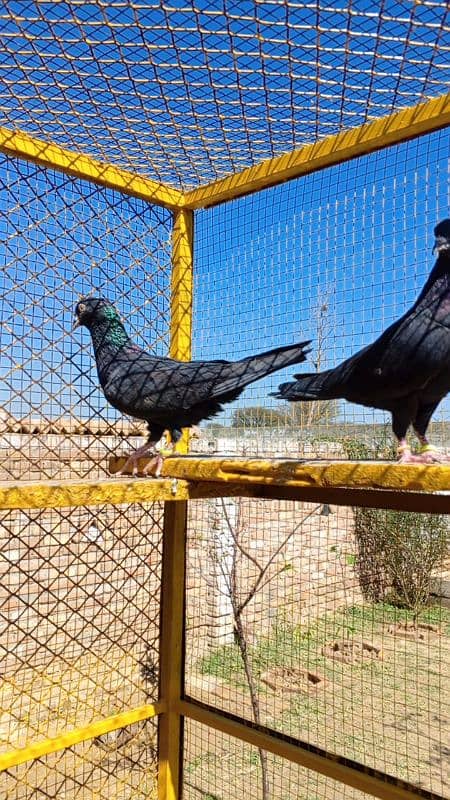 Zaak High Quality High-flying pigeon Pair 15