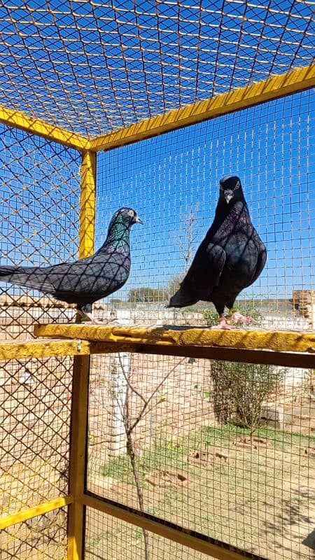 Zaak High Quality High-flying pigeon Pair 16