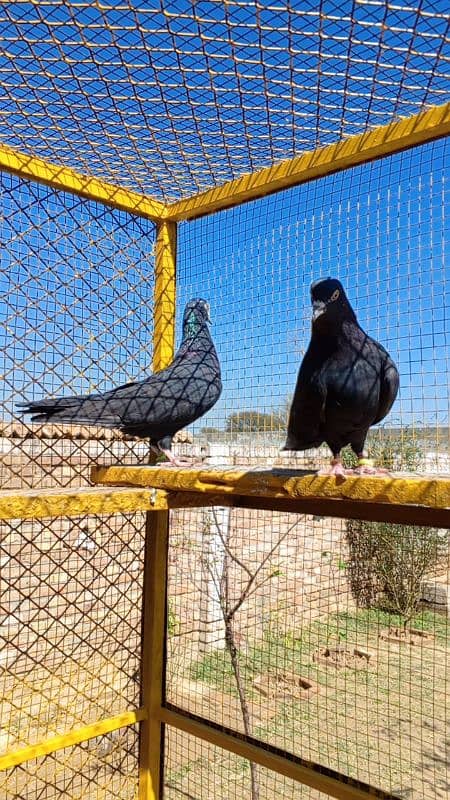 Zaak High Quality High-flying pigeon Pair 17